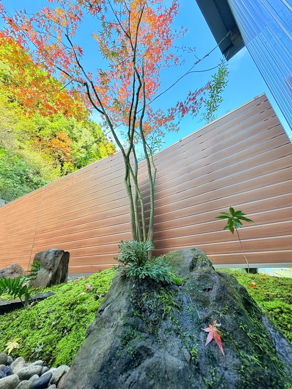 苔と庭石ともみじの庭